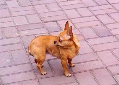 狗狗上厕所前刨地是什么意思,狗狗刨土啥意思