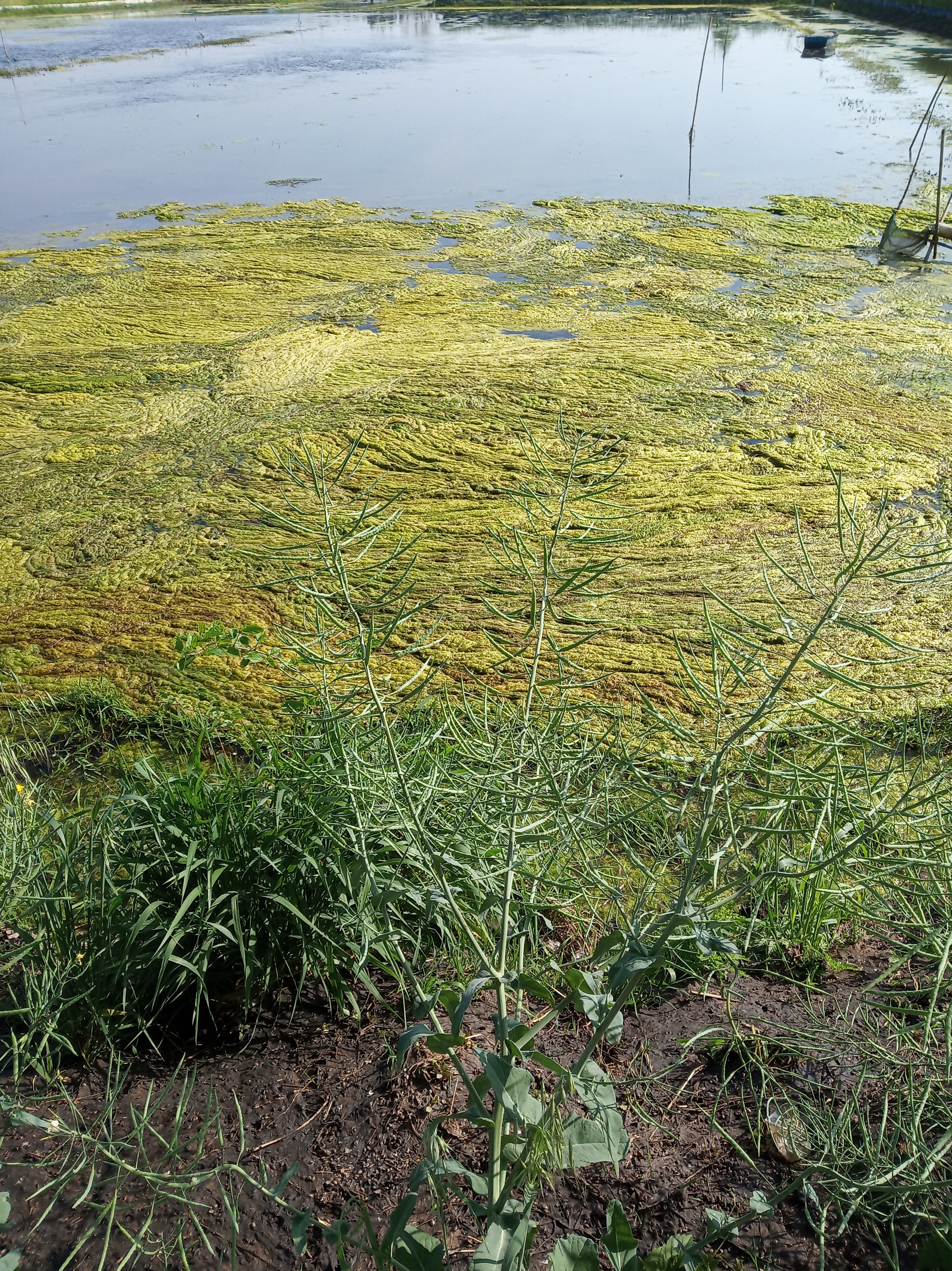 怎么消灭青苔且保障水质量,去除水中青苔的方法是什么