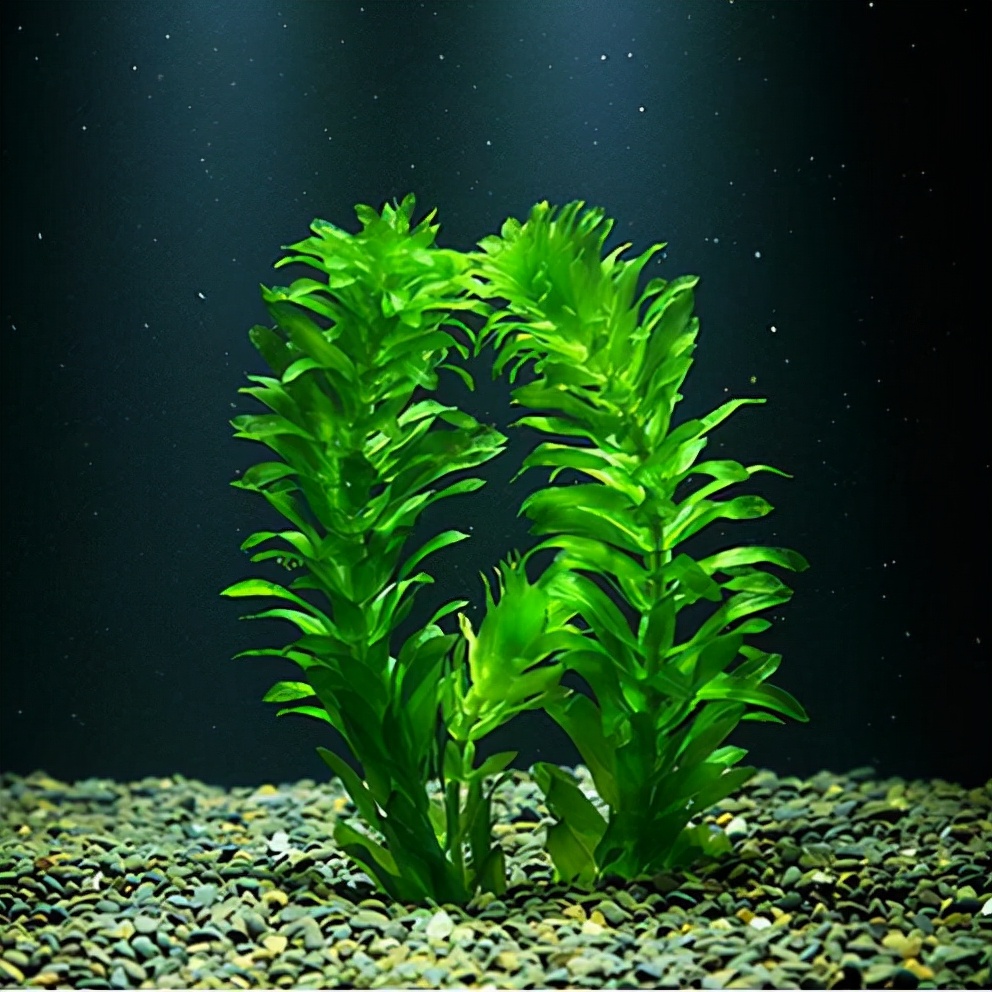 地球上出现最早的藻类,藻类是地球上最早的植物吗