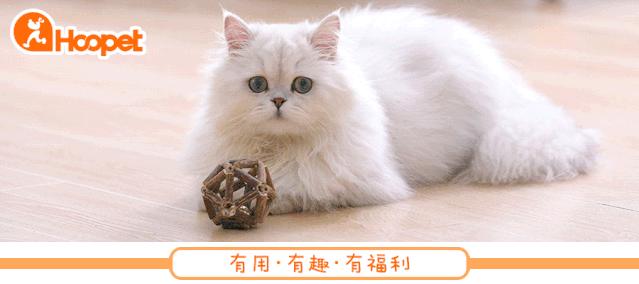 狗狗呕吐的原因及处理方法,狗狗呕吐的6种颜色