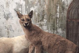 别再去曼谷的大众景点打卡了，换一种方式感受生活