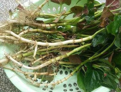 30多年老医生妙招治痔疮,国医大师根治顽固性痔疮