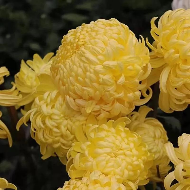 这六种花寓意吉祥好养易活,公认最吉利的4种花