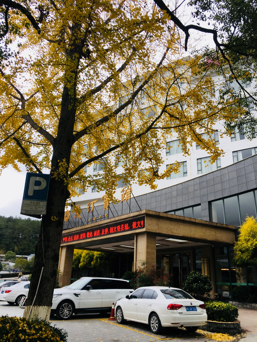 长汀宾馆银杏,长汀宾馆银杏叶