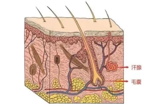 这里的毛毛千万别乱拔！小心会有生命危险