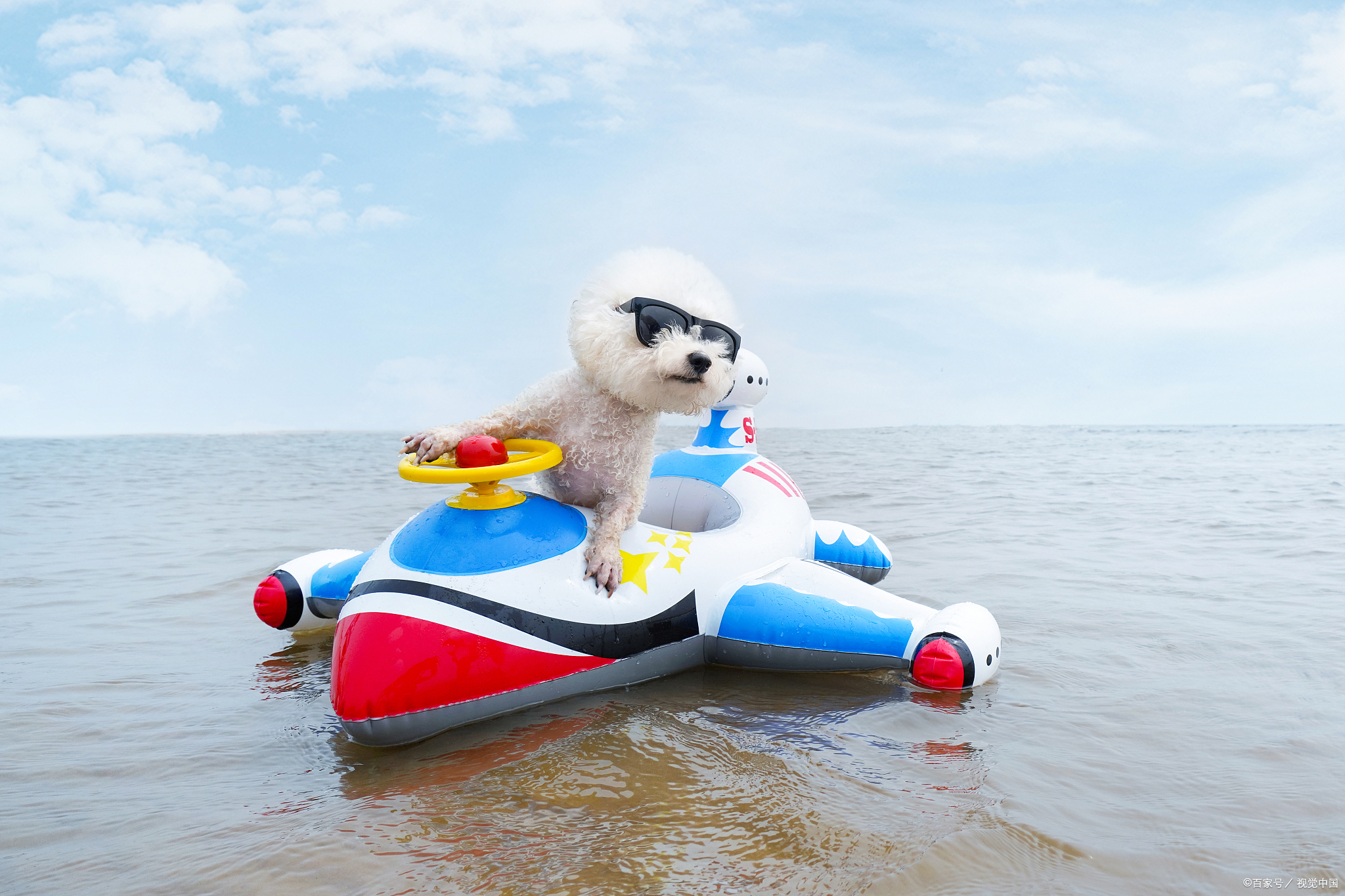 比熊该怎么正确的养,大型比熊要怎么喂狗粮