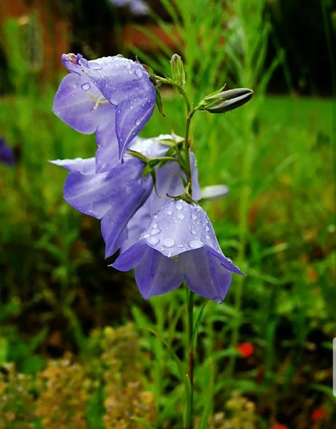 铃儿响叮当双音和弦五线谱,铃儿响叮当三级长笛