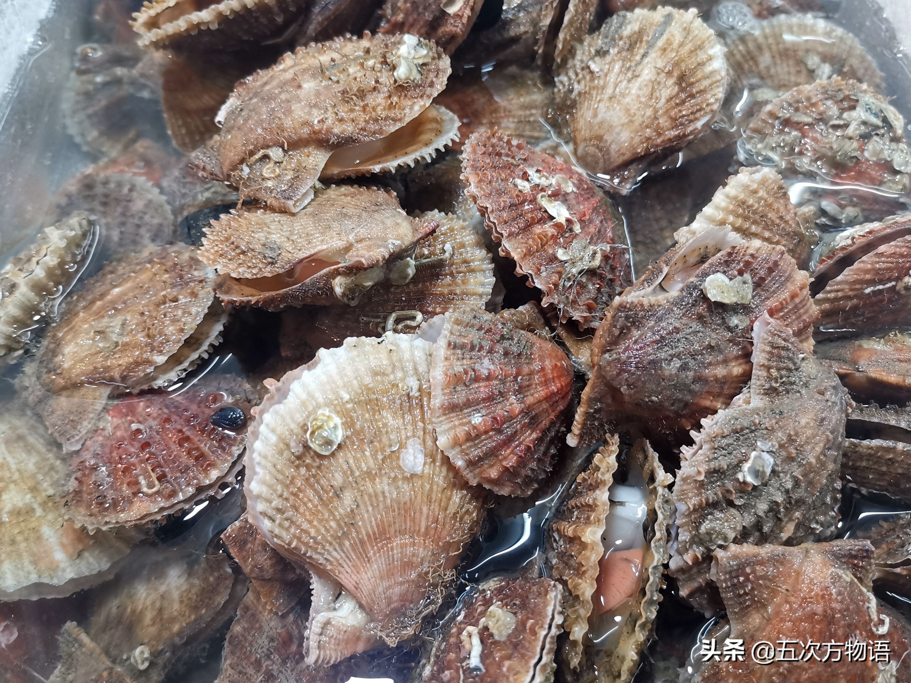 好吃的贝类品种大全,青岛贝类海鲜有哪些品种