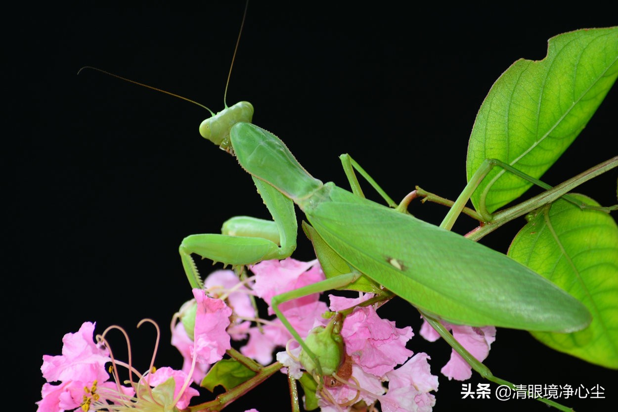 十大常见昆虫农村常见的20种昆虫,10种在家里可以找到的可怕昆虫