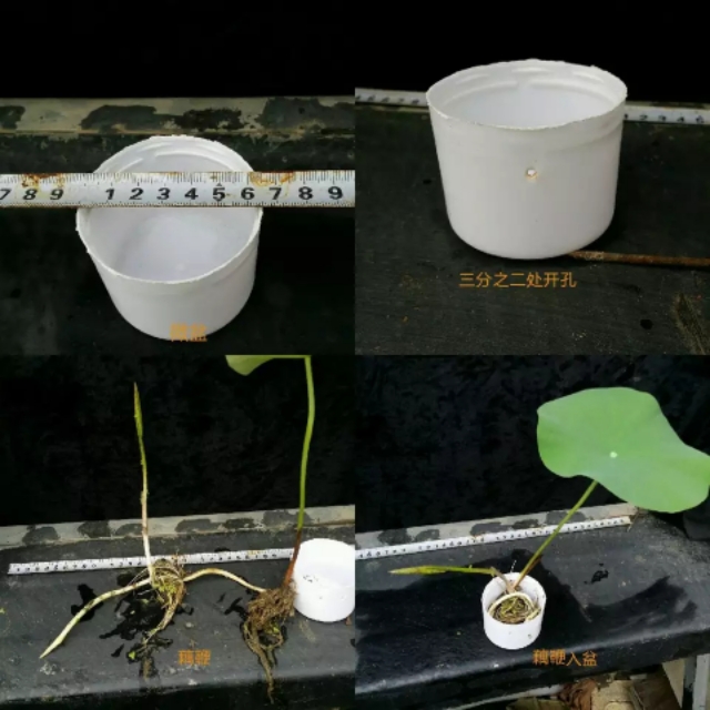 纰楄幉绉嶈棔绉嶆鏂规硶,绉嶆纰楄幉鐢ㄤ粈涔堝湡