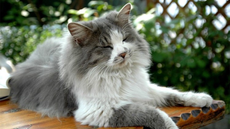 猫咪不吃东西怎么办最有效,猫咪不吃东西越来越瘦怎么办