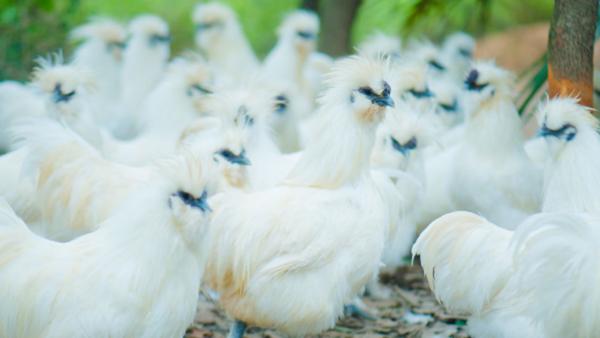 江西米粉批发厂家直销江西特产,江西最贵的白酒江西特产酒排行榜