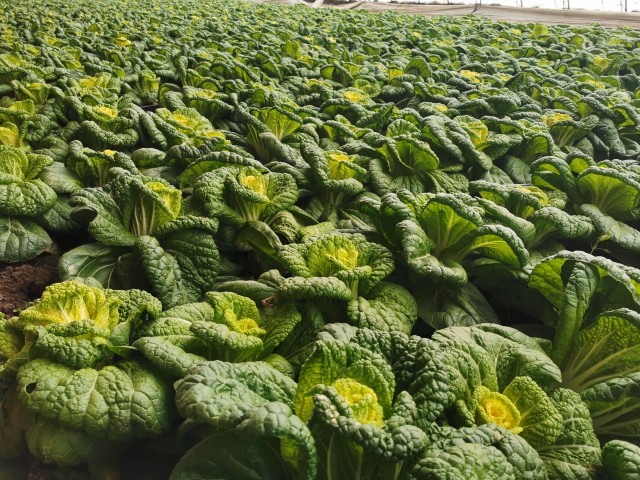 黄金白菜的种植技术,黄金玫瑰白菜种植
