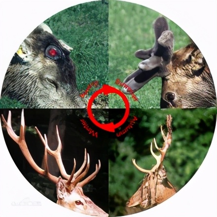 鹿茸割了鹿不会感染吗,割完鹿茸之后鹿会不会痛