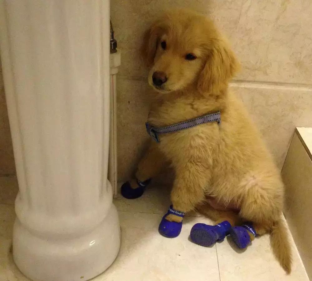 狗狗随地大小便如何惩罚,狗狗尿错了怎么惩罚它