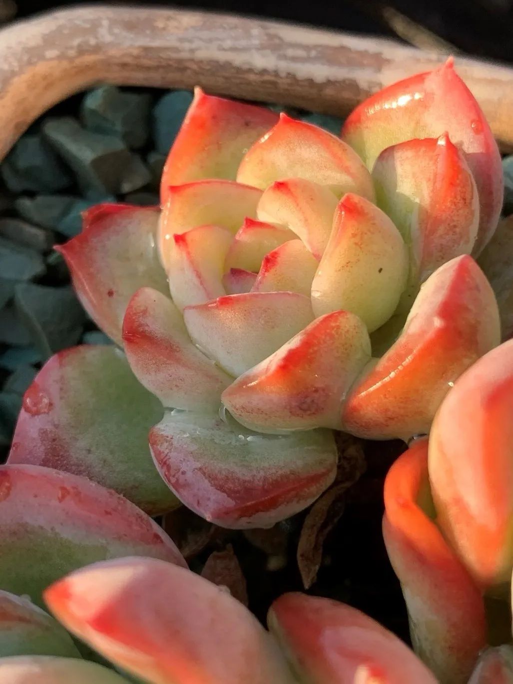 禁足的日子收获颇多,禁足