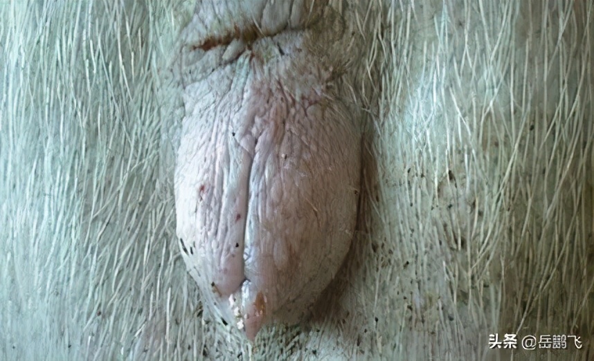 了解母猪生产周期,如何看出母猪的生理周期