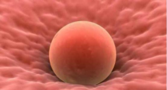 你了解受孕的过程吗,你知道精子怎么组成的吗
