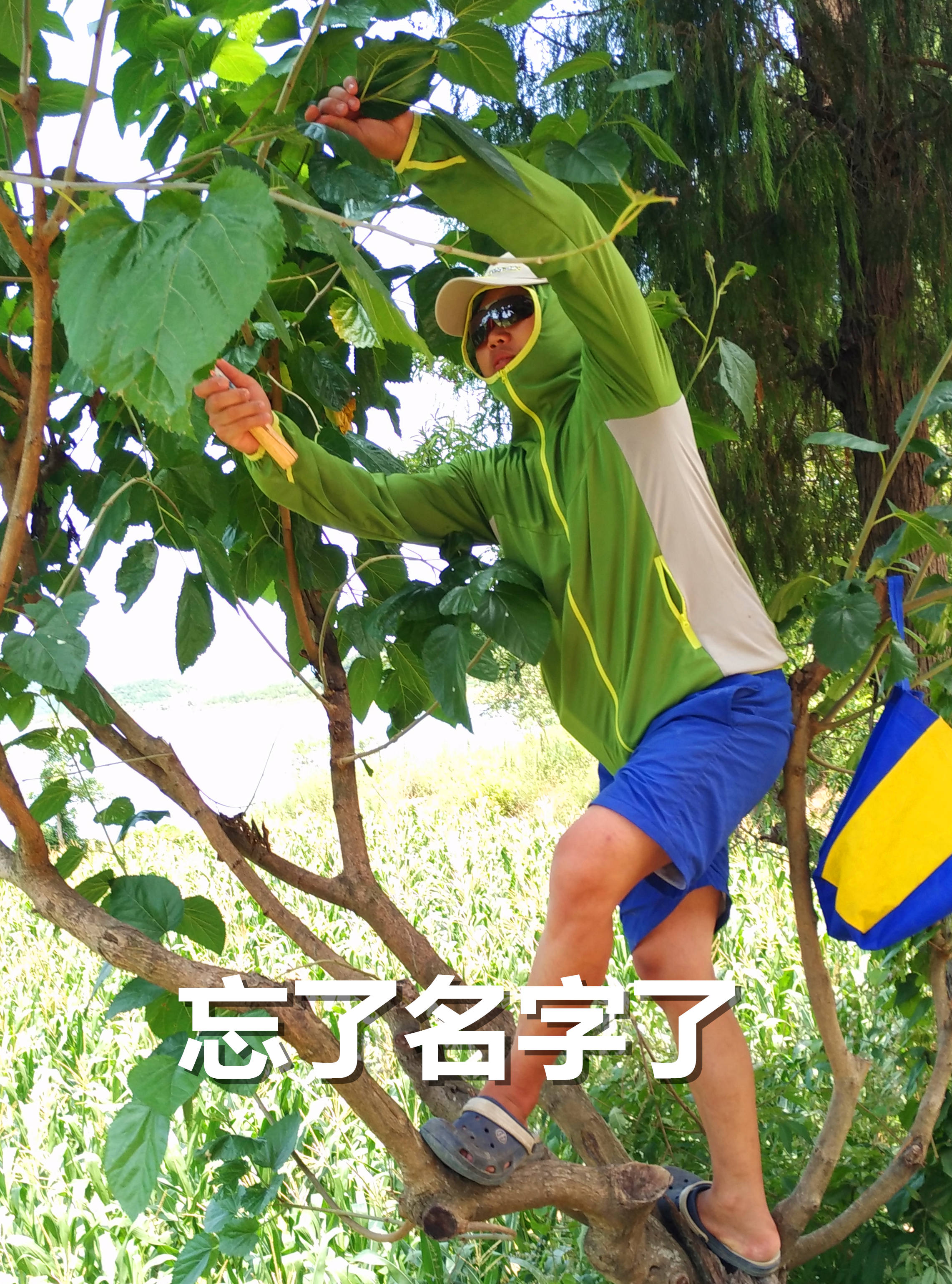 草鱼窝料水库,夏季专攻草鱼的窝料