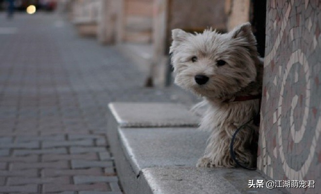 狗狗被遗弃的原因是什么,狗狗被遗弃了还能自己回来吗