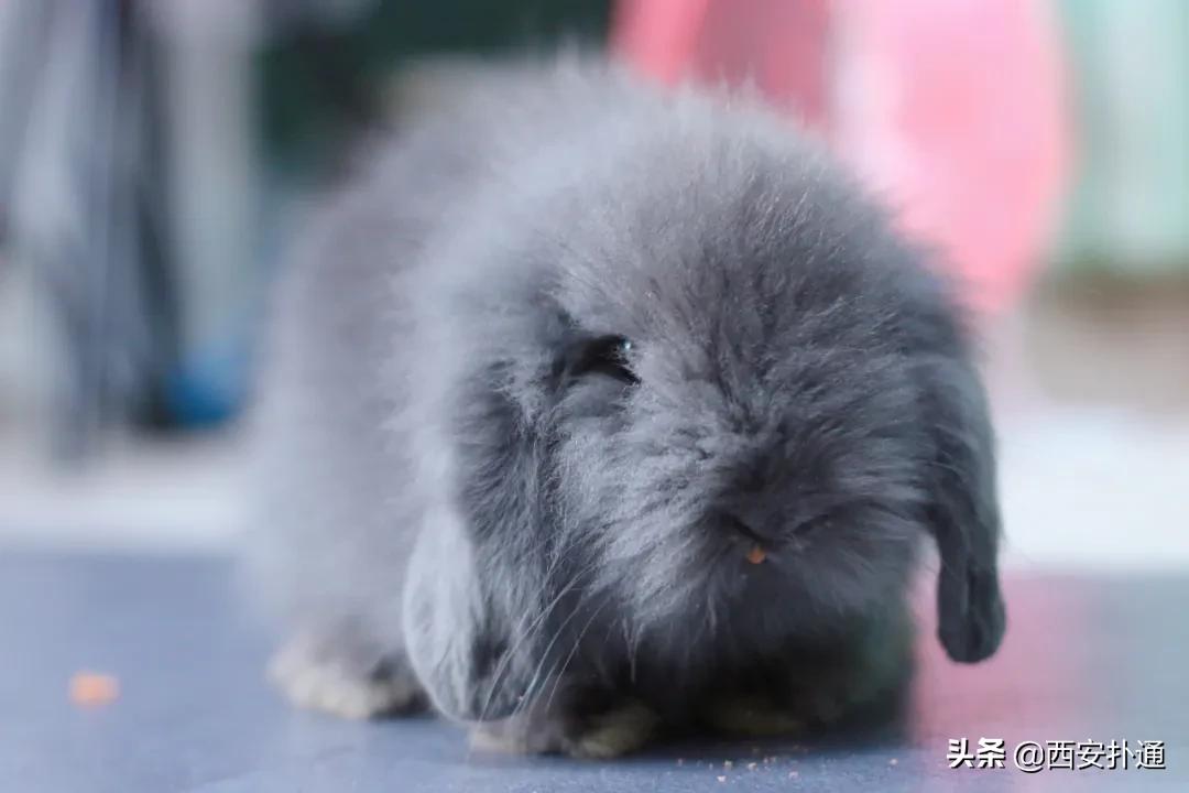 西安撸兔店,西安撸兔体验馆团购