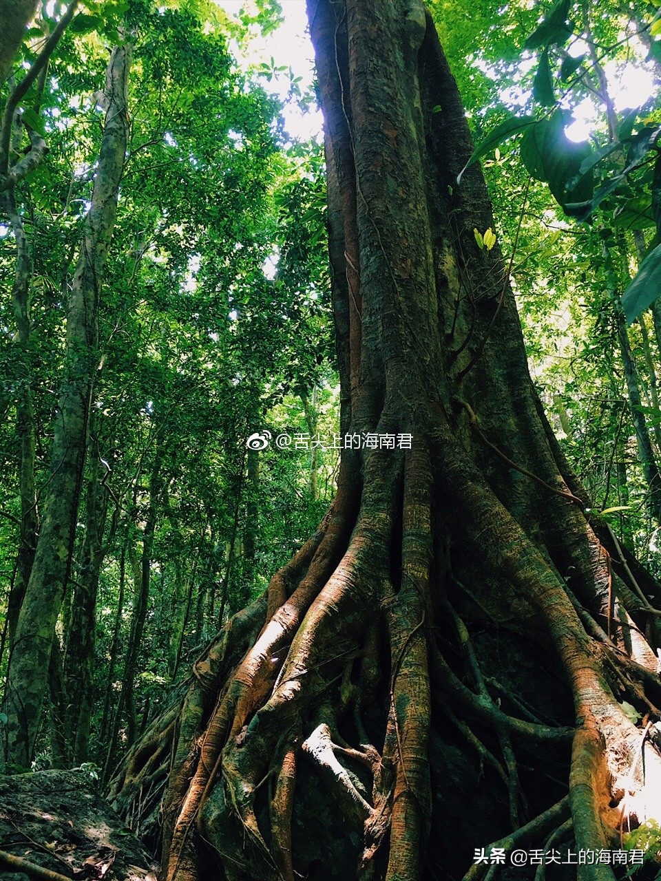 令人流连忘返的美景,令人心旷神怡的地方海南