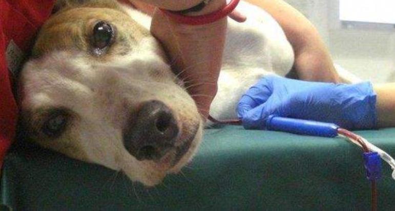 狗狗肾指标高可以吃蛋黄吗,狗狗得肾病能吃蛋黄吗