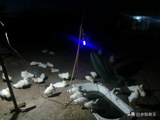 大樱桃幼芽干枯是咋回事,大樱桃嫩个别叶枯萎是怎么回事