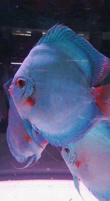 新手养七彩要注意什么,养七彩前期准备