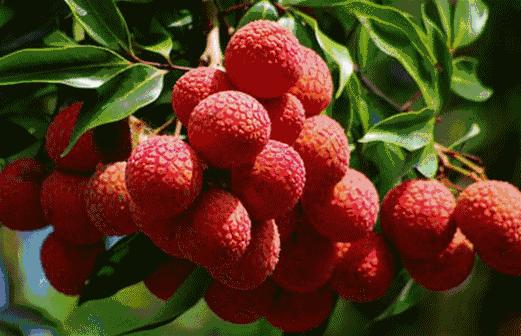 荔枝控们有多疯狂？为了阻止荔枝“自杀”费尽心机（菲李漫画）