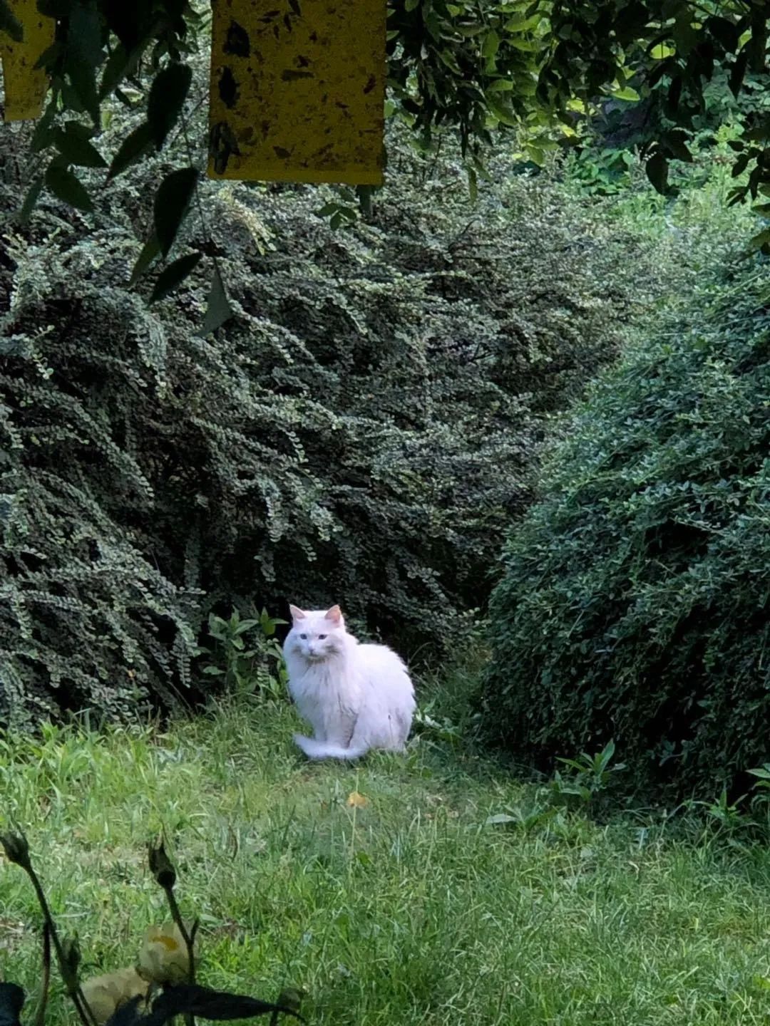 央视直播间猫叫背后原因,央视养猫辟谣