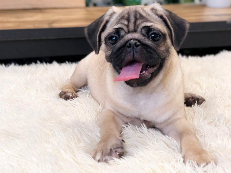 狗狗在中国最受欢迎的品种,中国本土的狗狗有哪些品种