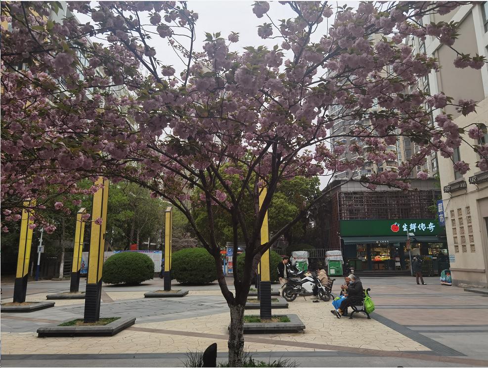 499万可以买得到的小别墅,手里有多少钱能买230万的别墅