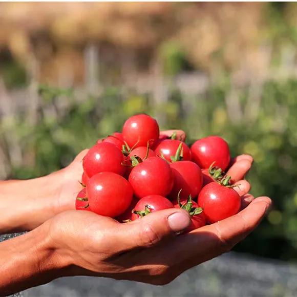 热带水果名单,热带水果王国攀枝花