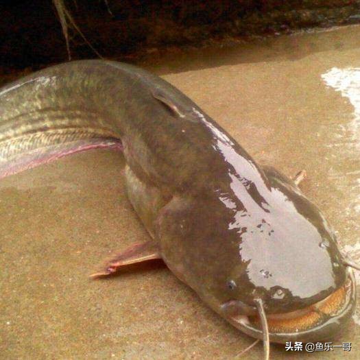 鲶鱼钓法技巧野钓,野钓鲶鱼怎么样钓视频讲解