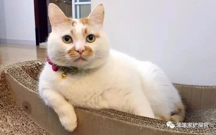 猫为什么会喜欢咬人手,猫为啥舔人手指舔着舔着就咬