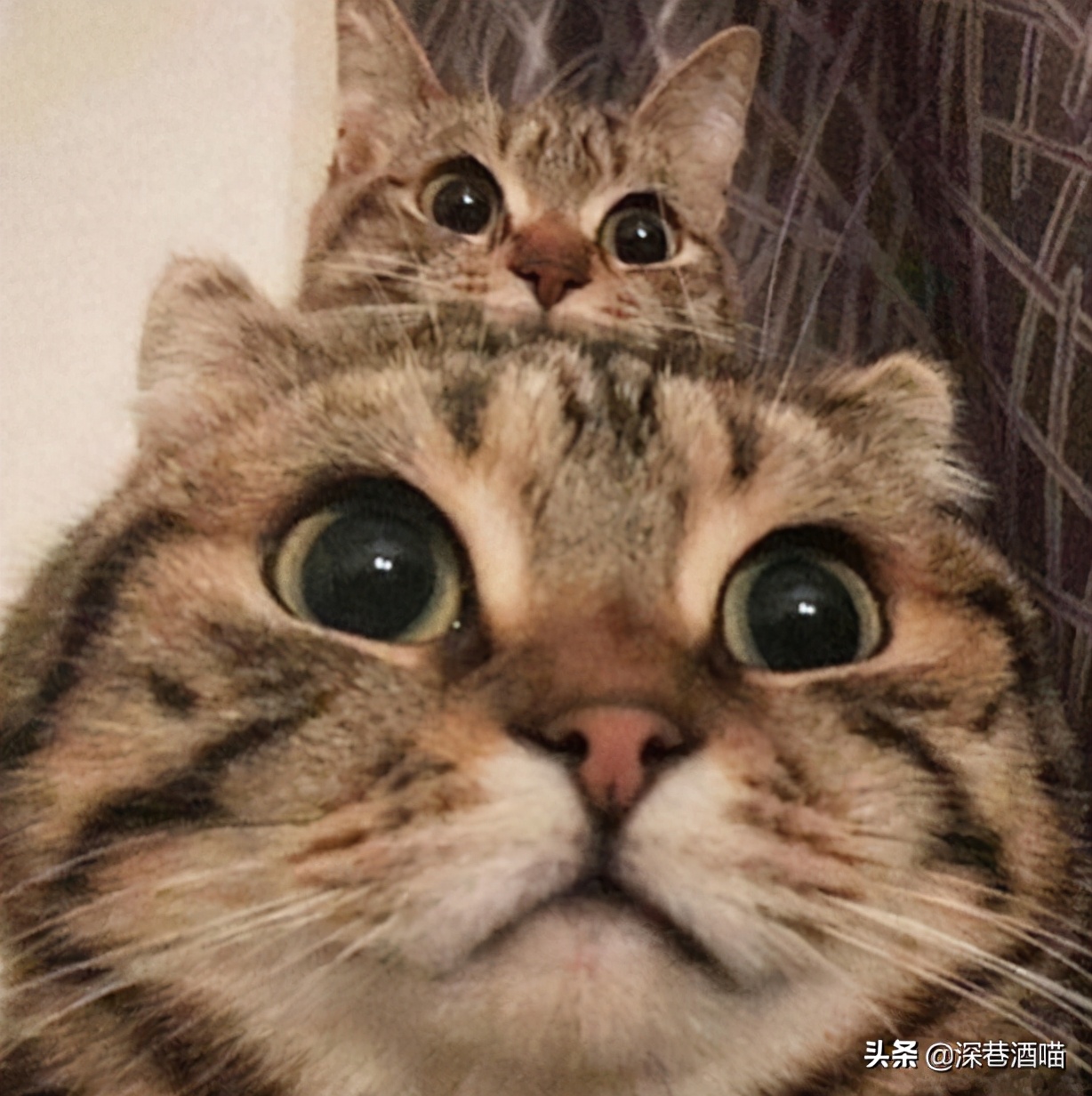 新手养猫要注意什么,新手养猫的注意事项