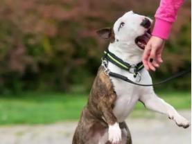 孩子被狗咬如何处置,孩子被狗咬的科普常识