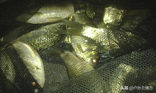 黑坑钓鲫鱼老鬼饵料配方大全,钓黑坑溧阳鲫鱼的饵料最佳配方