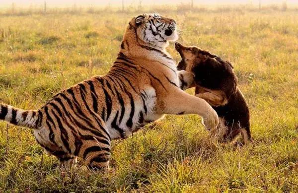 几只猛犬能打败一只老虎,能打败老虎的猛犬