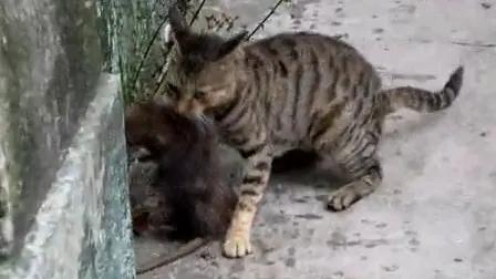 老鼠抢了猫的十二生肖位置,猫和老鼠手游传说皮肤