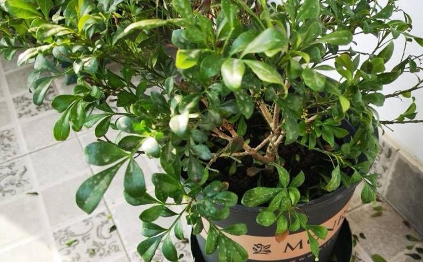 注意这4点养好茉莉花没毛病,夏季米兰开花后修剪方法