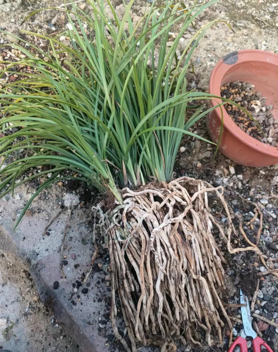 秋季兰花怎么养才能旺盛容易开花,兰花春不出夏不晒秋不干什么原因