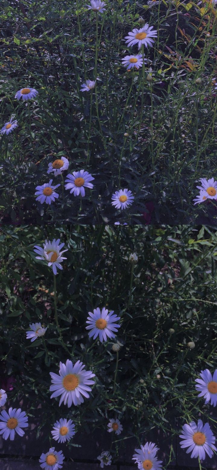 你最舍不得换的壁纸,朋友圈背景图插画