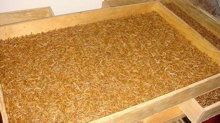 河蟹苗种养殖技术,河蟹幼体培育