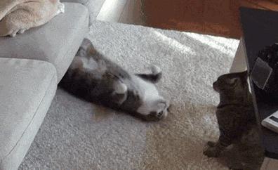 家具沙发怎么清洗教程图解,曲美家具怎么清洗沙发