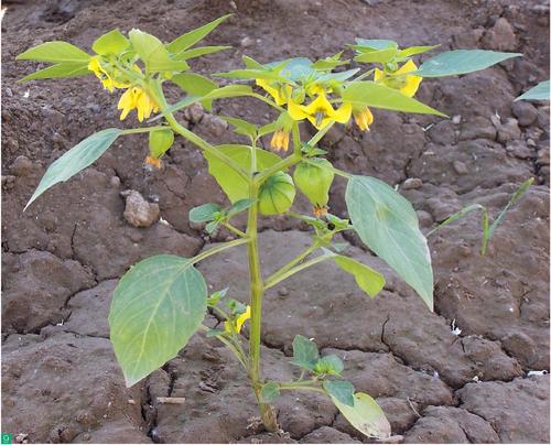 菇茑的营养,水果菇茑的功效与作用