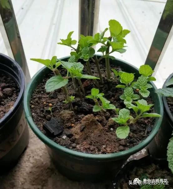 绿萝铜钱草家庭养殖,绿萝发财树黄叶子怎么办呢