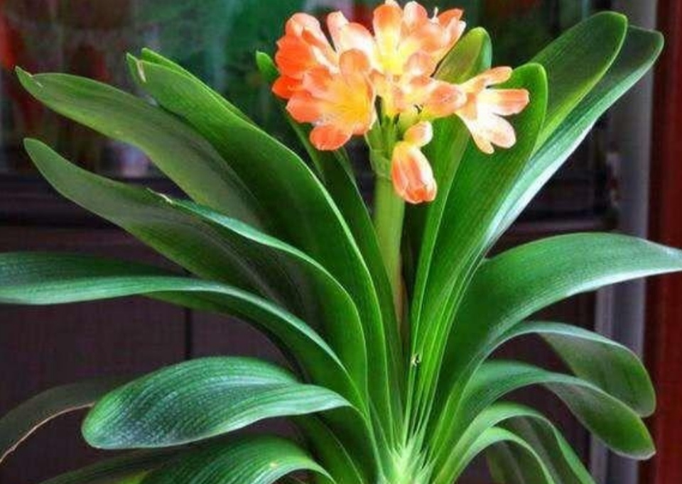 刚开花的君子兰怎么使花箭长高,养君子兰不花怎么回事