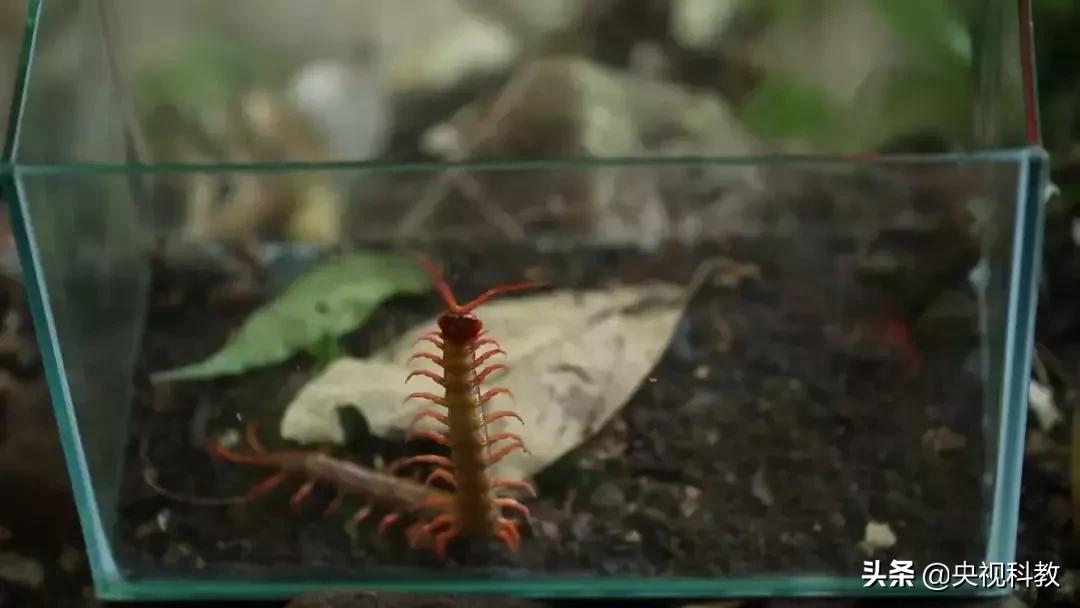 揭秘出没滇南的巨型“红龙”